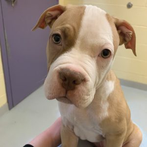 puppy with white and tan fur