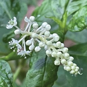 flower with white bulbs