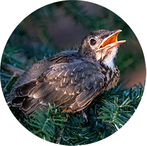 baby bird