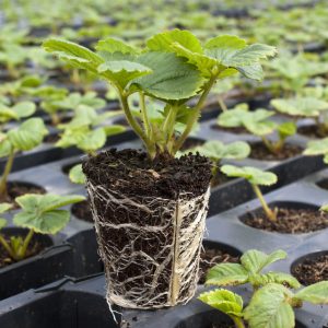A young strawberry plug plant showing a fully consolidated healthy white root system