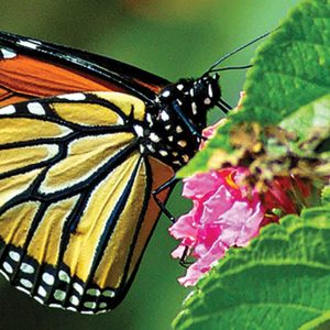 monarch butterfly on a leaf