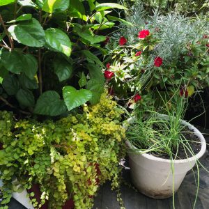 potted plants green and red