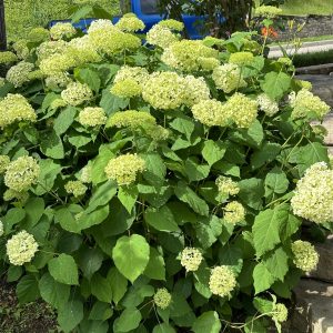 green leaves and flowers
