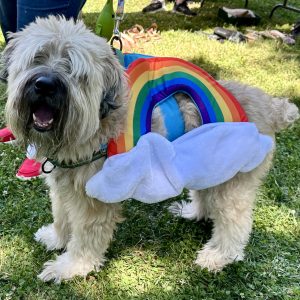 white curly haired dog with rainbow costume on