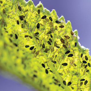 and upclose shot of tiny insects covering a leaf