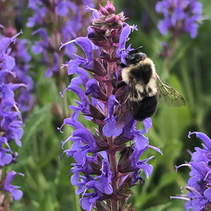 bee on purple flower