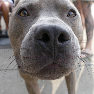 Close up of a gray dog with a black nose and brown eyes.
