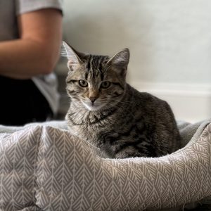 brown striped kitten in a tan cat bed
