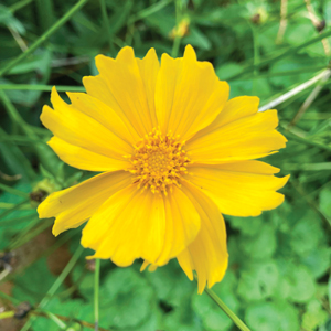a bright yellow flower surrounded by greenery