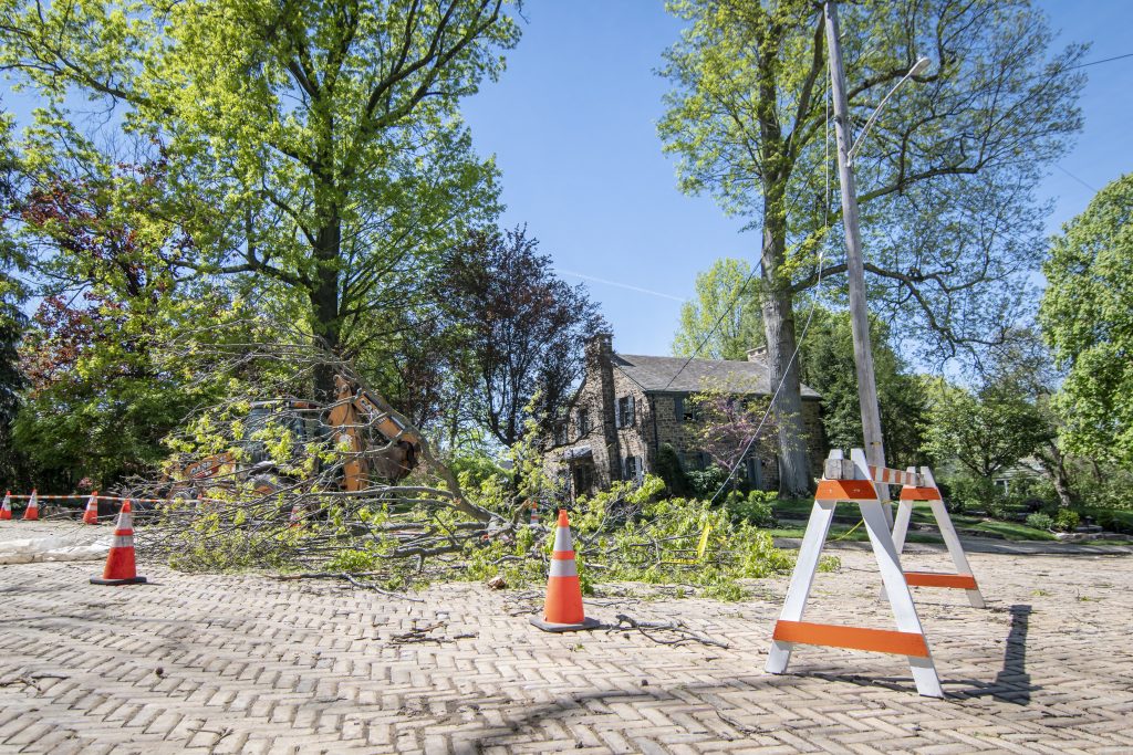 barriers and cones around a fallen tree in a residential neighborhood