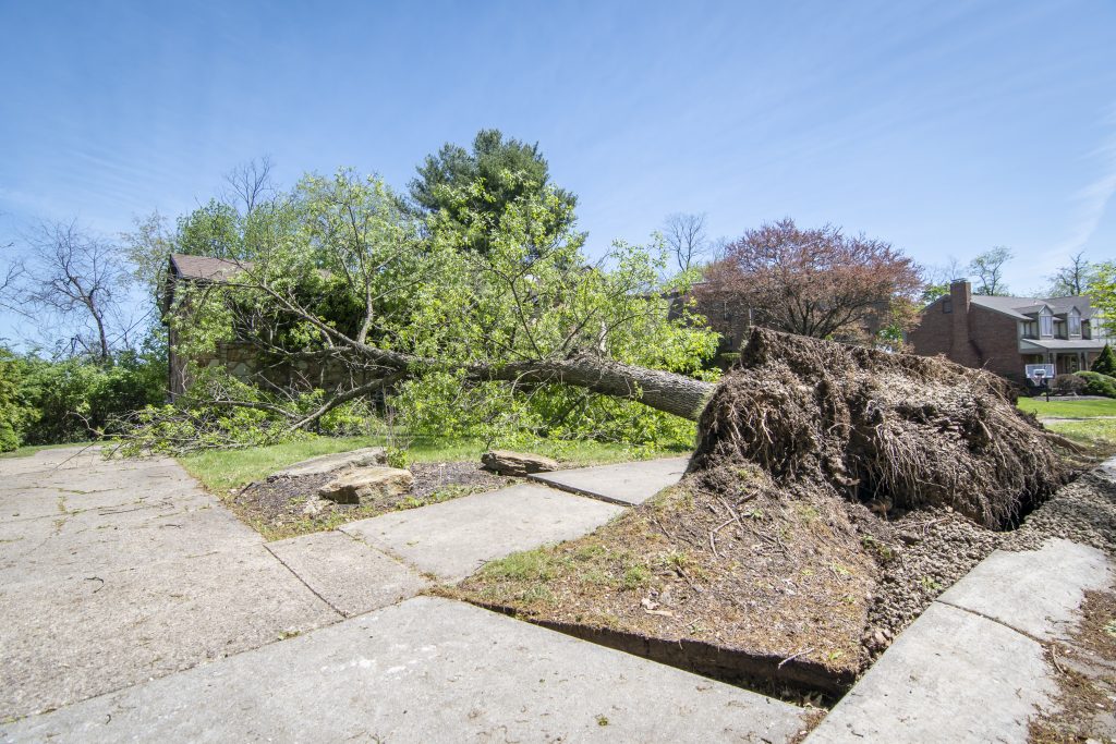 a downed tree with damaged sidewalk