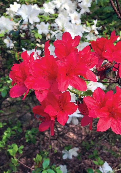 Bright red flowers on a shub in front of some white flowers