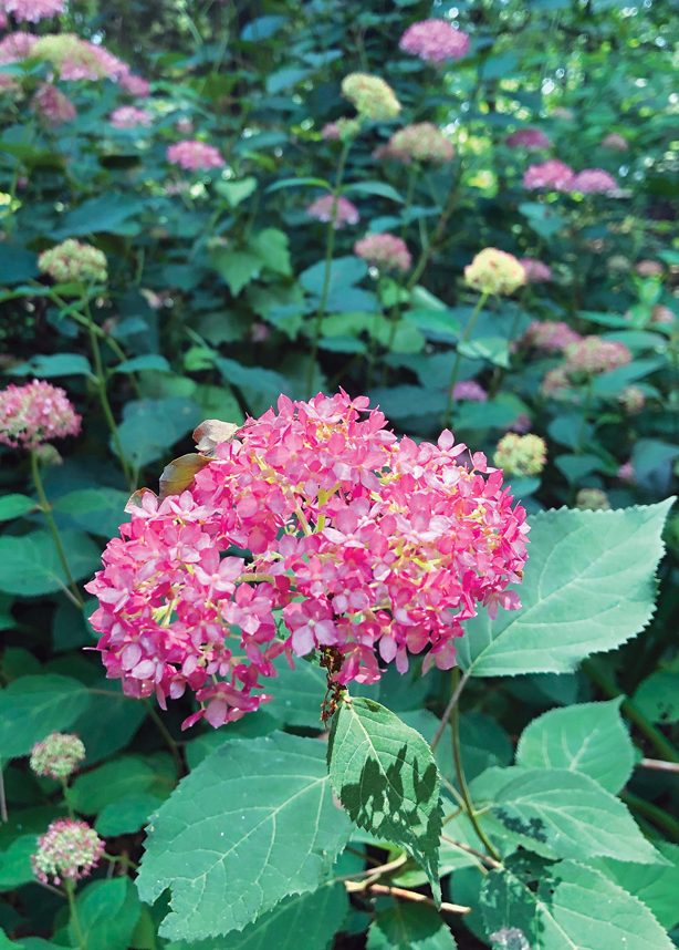 Bright pink bunches of flowers in a small buch of them in the woods
