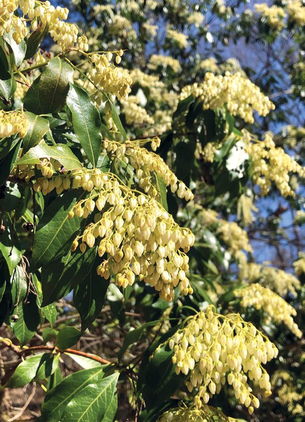 small off white flowers cascading down from the bud.
