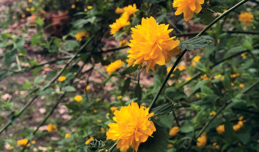 small flowers with a lot of long yellow petals