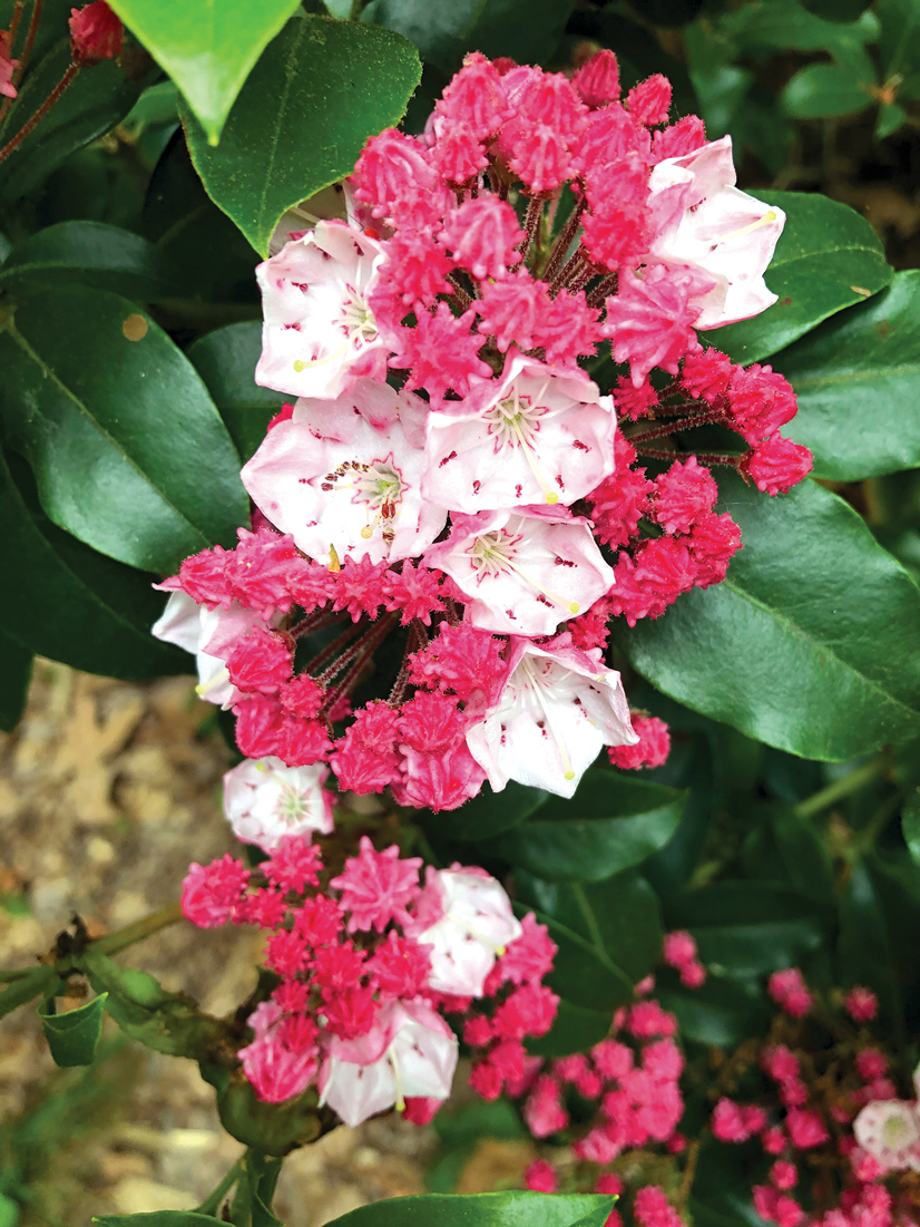 White flowers with pink spots and wide petals in a bunch with smaller pink flowers with small petals