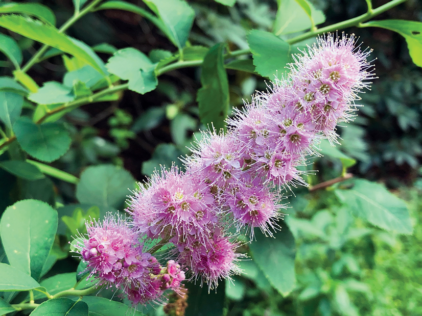 a flower that looks like a stubby tail with cone shaped petals and long white pollin receptors