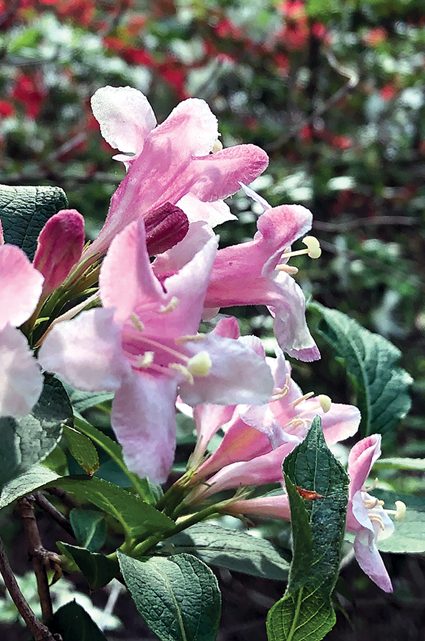 a shrub with pink and white flowers that have a large cone shape