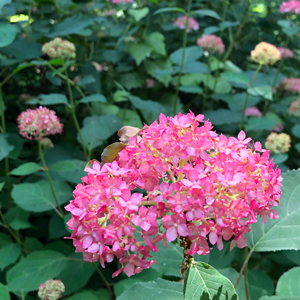 Bright pink bunches of flowers in a small buch of them in the woods