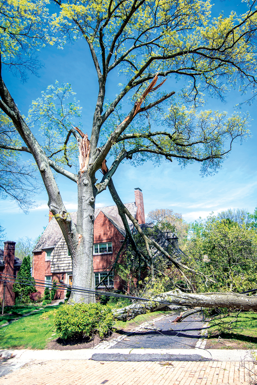 A large tree partially broke and fell