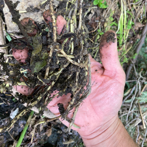 hand holding roots and dirt