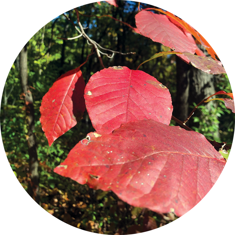 Bright red leaves of the black gum tree.
