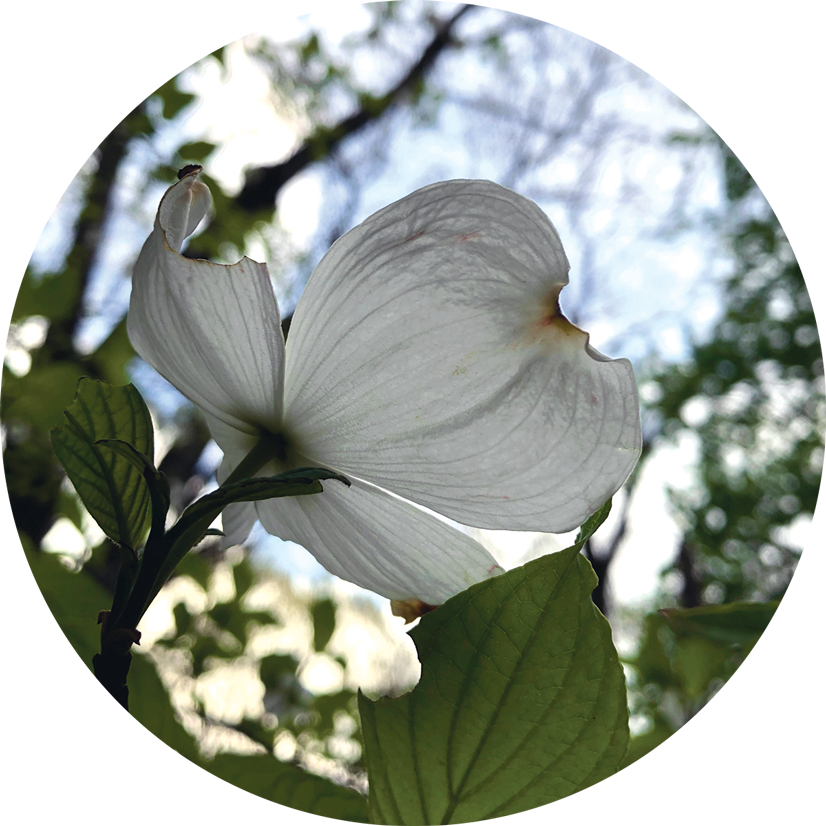 A white flower from the dogwood tree.