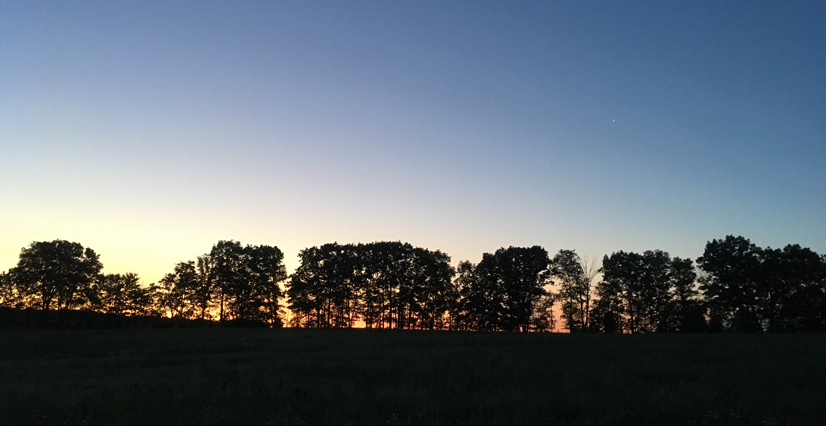 A landscape of a line of trees in black, and the bright blue and white sky can be seen behind.