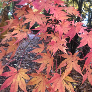 Red and orange leaves from a japanese maple tree