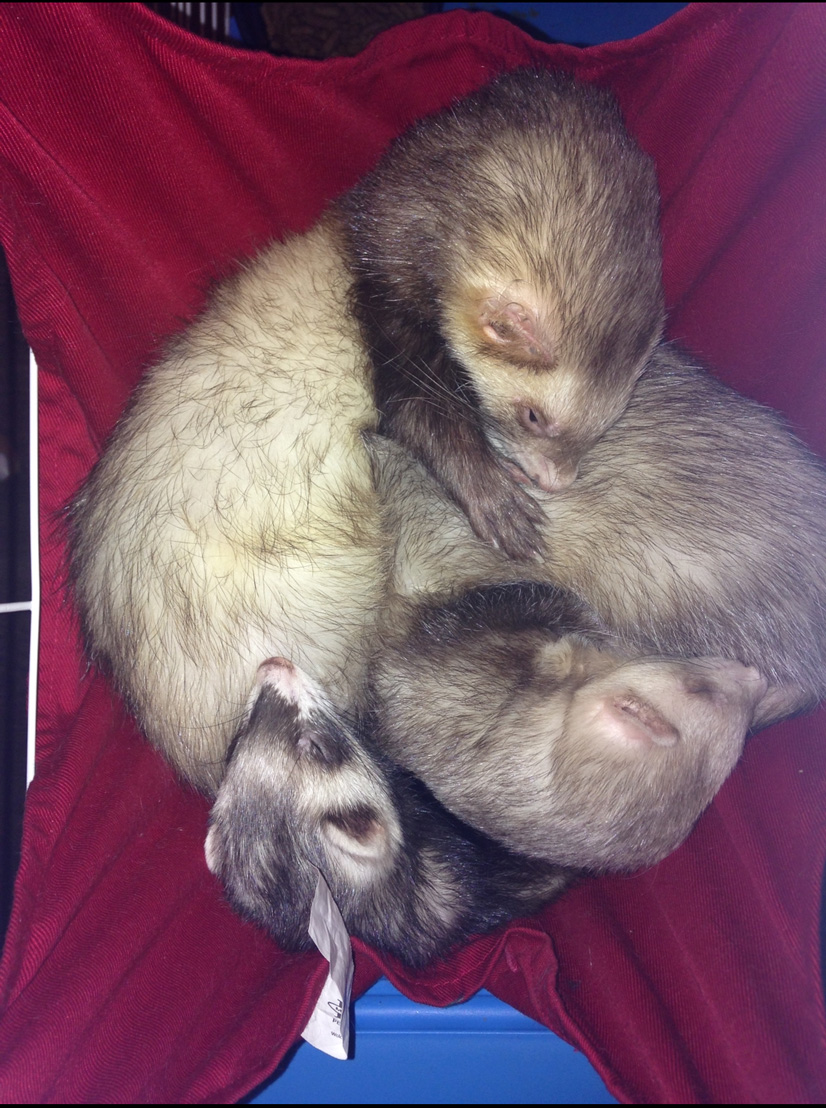 Three grey ferrets curled up together in a pile resting on a small red hammock