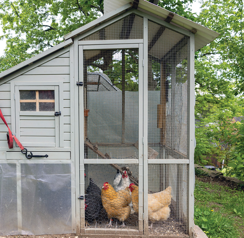 several chickens resting in a screened in chicken coop
