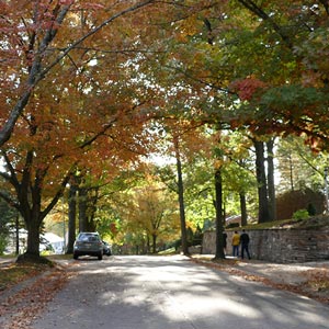 fall trees lining a suburban street