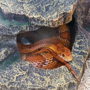 An orange and brown snake curled up in a hole in some rocks