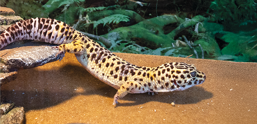 A yellow and black spotted gecko in an environmental enclosure