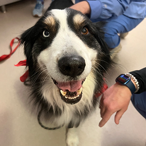 dog with mouth open, black and white fur