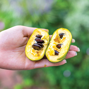 hand holding a paw paw fruit