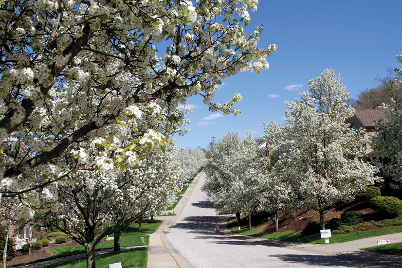 a landscape of a neighborhood street lined with white cherry blossom trees