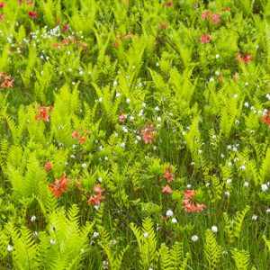 a field of green plants called Cinnamon Fern