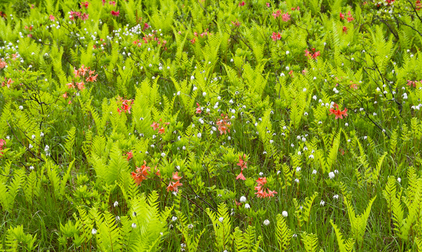 a field of green plants called Cinnamon Fern