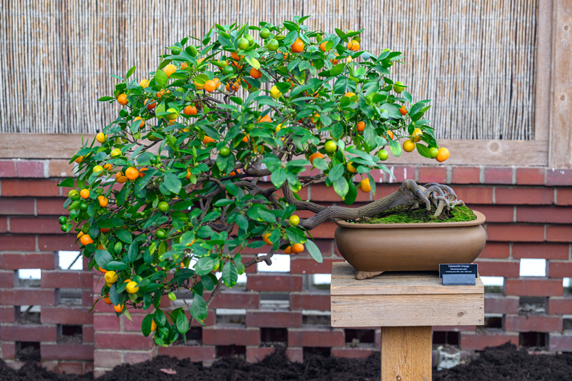 A potted bonsai plant that is leaning far and has some orange fruit on it