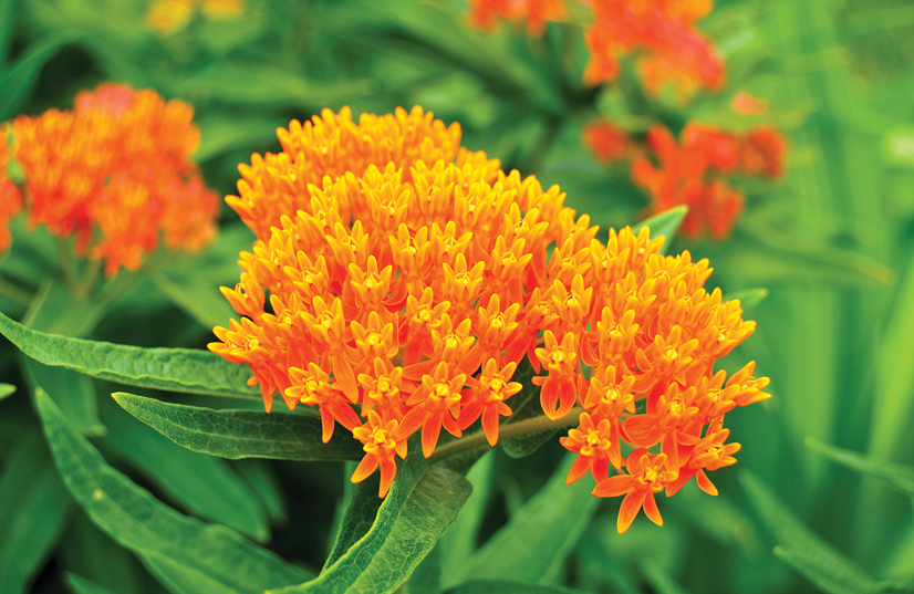 close shot of orange flower with green leaf Butterfly weed (Asclepias tuberosa)