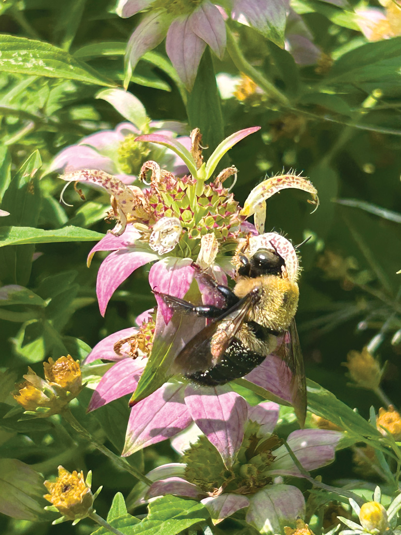 pink and green flowering plant with a bumble bee on it