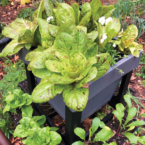 green leafy plant in a raised planter outdoors