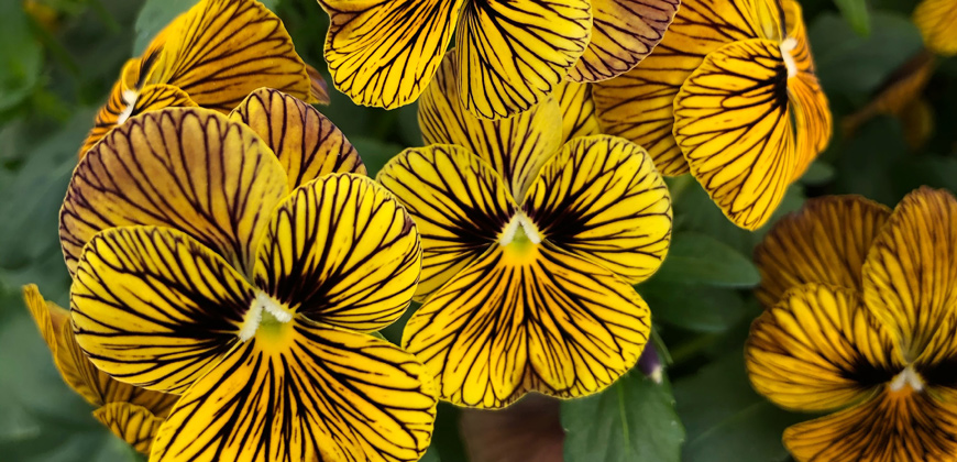 Violas have smaller flowers than pansies but are just as tough.