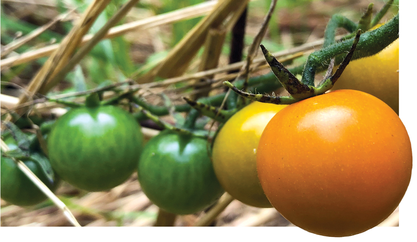 tomatoes growing on the vine, some are green, yellow, and orange