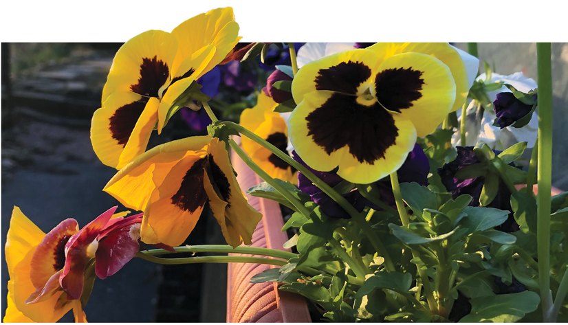 bright yellow flowers growing out of a pot