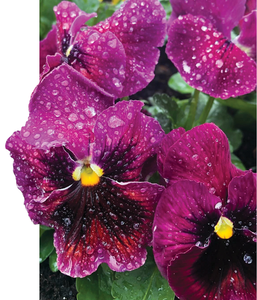 Bright purple flowers with yellow centers with water droplets on it