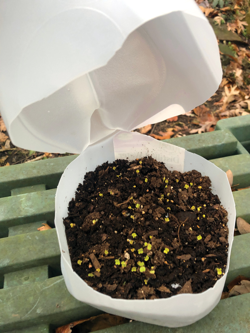 A gallon jug cut open with dirt and plants in it