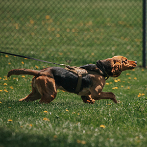 bloodhound police dog tracking something in a field