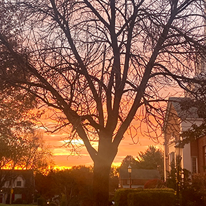 sunset on a residential street with large tree near sidewalk